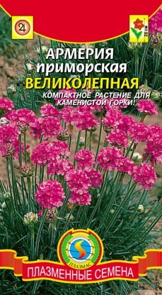 Цветы Армерия Приморская великолепная ЦВ/П (ПЛАЗМА) многолетнее 15-20см