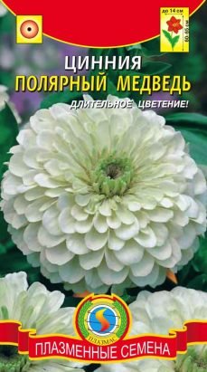 Цветы Циния Полярный Медведь белая ЦВ/П (ПЛАЗМА) георгиновидная