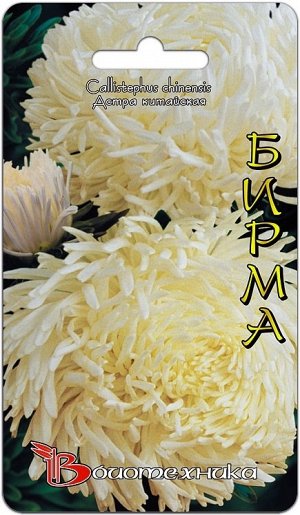 Цветы Астра Дракон Бирма ЦВ/П (БИО) белая хризантемовидная до 80см