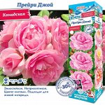 Роза Прейри Джой (Канадская) 2 разбор 1шт (Сиб сад)