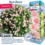 Роза Нью Даун (Плетистая) 2 разбор 1шт (Сиб сад)