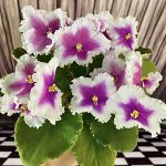 Фиалка МТ-Озеро Надежд, новинка!