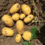 Картофель Вега 1 репродукция (Россия)