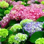 Крунолистная Бесконечное лето