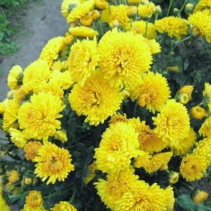 Хризантема корейская Мишель