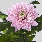 Хризантема крупноцветковая, одноголовая Rossana