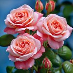 🌹 Предзаказ! Саженцы Роз и Хризантем