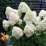 Гортензия метельчатая Полярный медведь