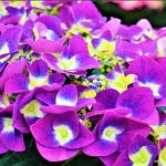 Крупнолистная Frisbee Purple