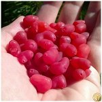 Жимолость красная Синдишен( НУ ОЧЕНЬ ВКУСНЫЕ НАСТОЙКИ)