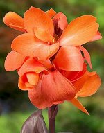 Канна Делибаб