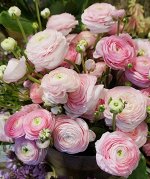 Ранункулюс Пикоти Розовый