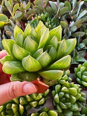 Хавортия Купера Haworthia Cooperii