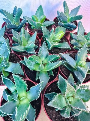 суккулент Фаукария тигровая (Faucaria Tigrina)