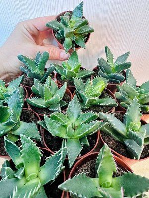 суккулент Фаукария тигровая (Faucaria Tigrina)