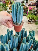Кактус  Myrtillocactus Geometrizans
