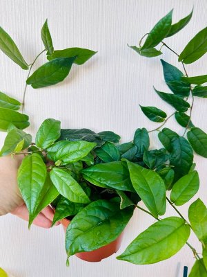 Лазающий фикус Радиканс Грин