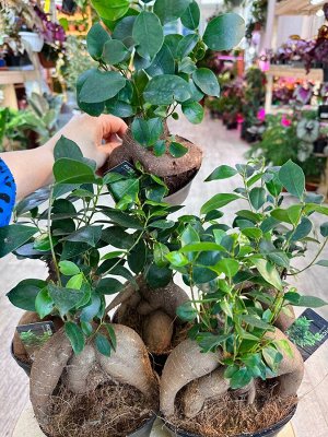 Фикус Ginseng бонсай
