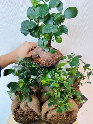 Фикус Ginseng бонсай