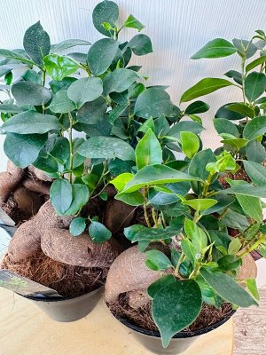 Фикус Ginseng бонсай