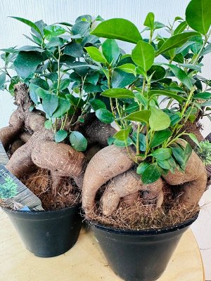 Фикус Ginseng бонсай