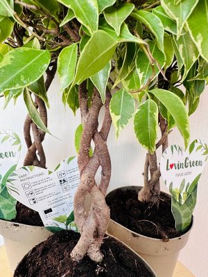 Фикус Бенджамина  Lucky Twisted Stem