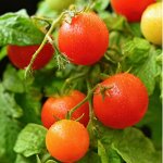 Семена, горшочки для рассады, фитолампы, агрохимия