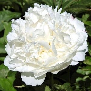 Пион молочноцветковый Double White