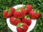 Саженцы клубники Московской Юбилейной (Машенька)