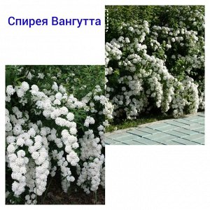 Спирея Вангутта