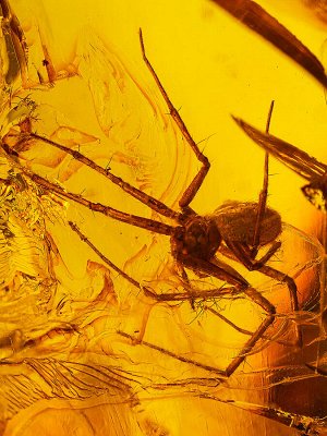 Крупный удлиненный кусочек натурального балтийского янтаря с включением мухи