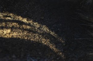 Возглавляющая Стаю
