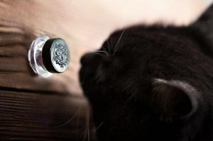 Невеста Черного Кота