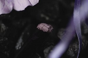 Догматик Рассыпчатые тени для век Sigil inspired Tammy Tanuka, тон "Догматик", локация Темный Замок.

 
 Техническая информация:

 Цвет: Наш сиреневый туман, оттенок серого с сиреневым подтоном. Фини