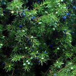 Саженцы 2025: Можжевельники, Туя🌲 Реал фото