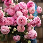 🌺 Предзаказ! Весенние луковичные цветы