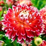 Ирисы - 🌺 Предзаказ! Весенние луковичные цветы. Цветы весенней посадки