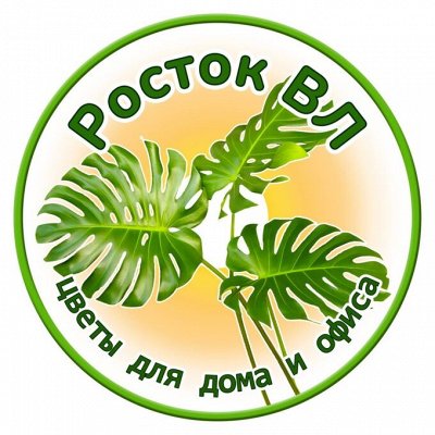 Живые цветы для дома и офиса