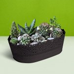 Кактусницы. удобрения, грунт, семена кактусов
