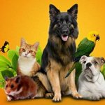 ZOO Экспресс. Товары для животных