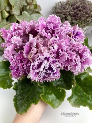 Фиалка АВ-Цветочные Лабиринты  (Фиалковод), новинка!