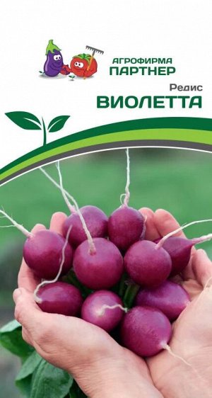 Редис Виолетта
