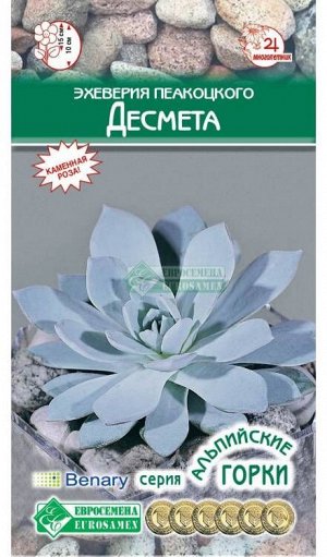 Цветы Эхеверия Пеакоцкого Десмета ЦВ/П (ЕС) 5шт комнатное 10см