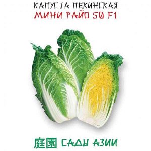 КАПУСТА новинка