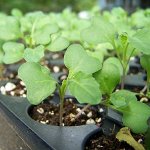 Грунт для черенкования и посева Субстрат Профимикс фр. 0-5 мм Sowing