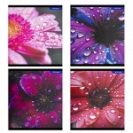 Тетрадь 48л., А5, клетка, Alingar &quot;Drops on flowers&quot;, скрепка, мелованный картон (стандарт), выб УФ лак, блок офсет, 4 дизайна в пленке т/у
