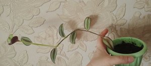Традесканция. На фотографии лот