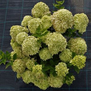 Литтл Лайм Литтл Лайм высотой и шириной не более 1 м. Куст плотный, компактный, побеги крепкие, прямостоячие. Метелки пирамидальной формы с округлой вершиной, высотой до 30 см. В начале роспуска цветк