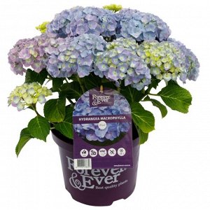 Гортензия крупнолистная (Hydrangea macrophylla Forever & Ever Hortbux blue) C2
