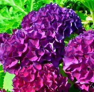 Гортензия крупнолистная (Hydrangea macrophylla Hovaria Hobergine) C2